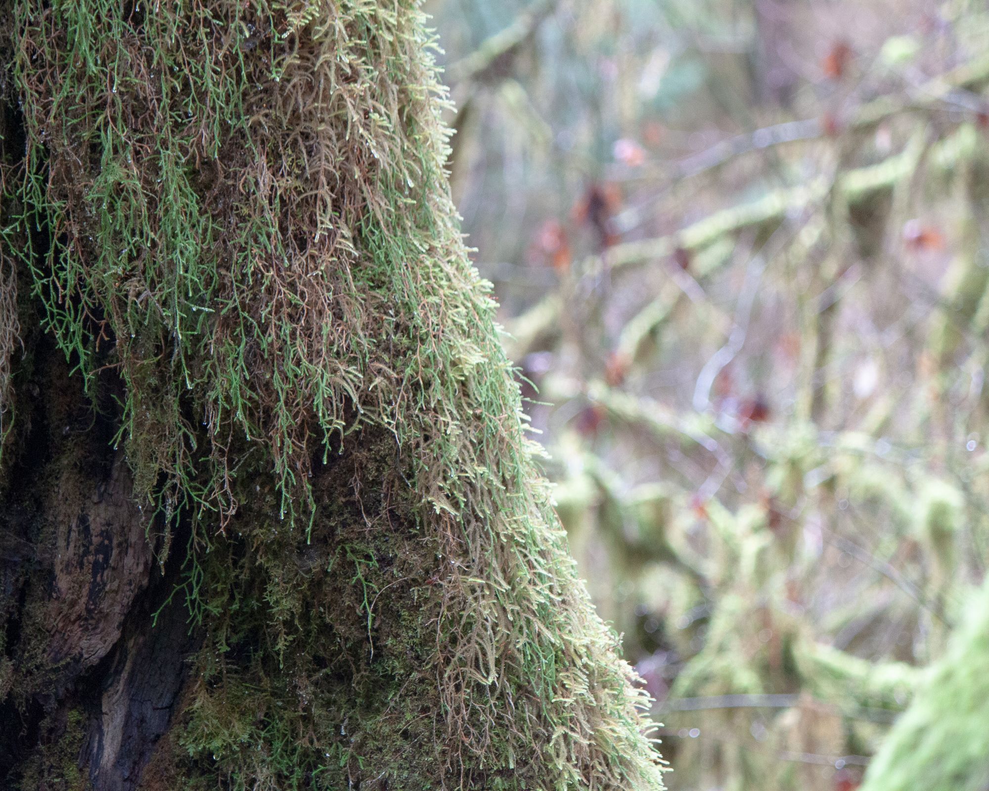 Hall of Mosses, Olympic National Park