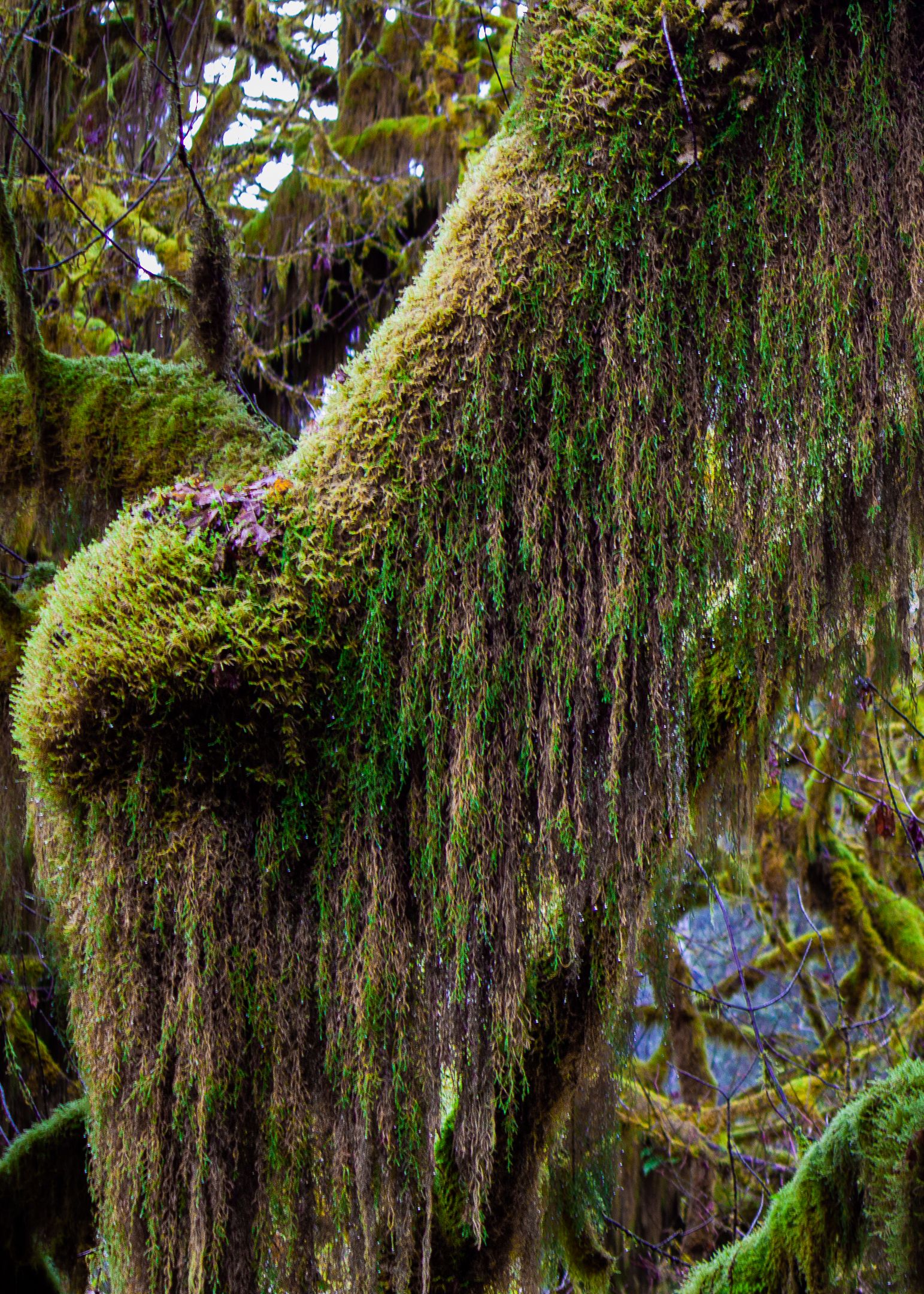 Hall of Mosses, Olympic National Park