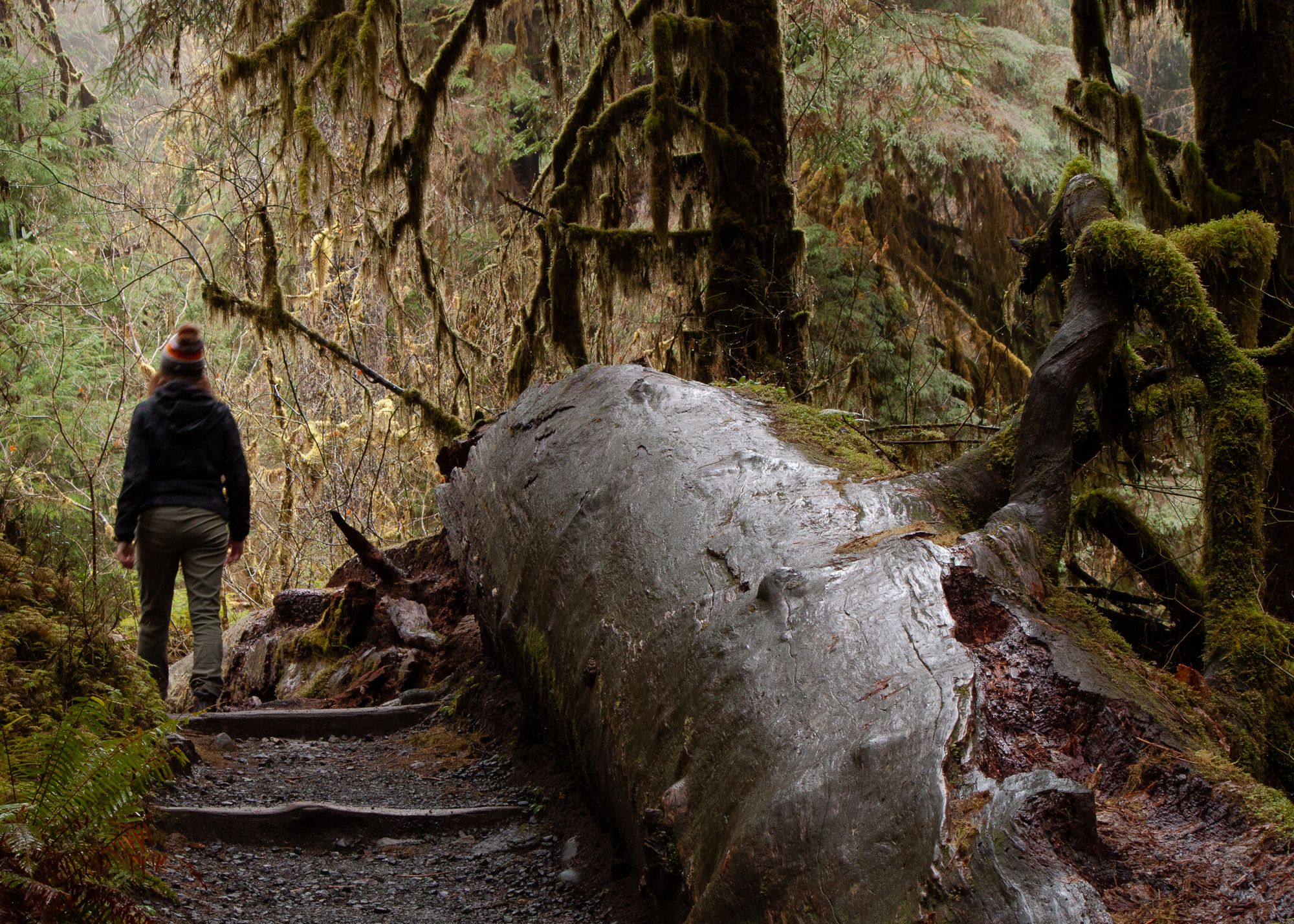 Hall of Mosses, Olympic National Park