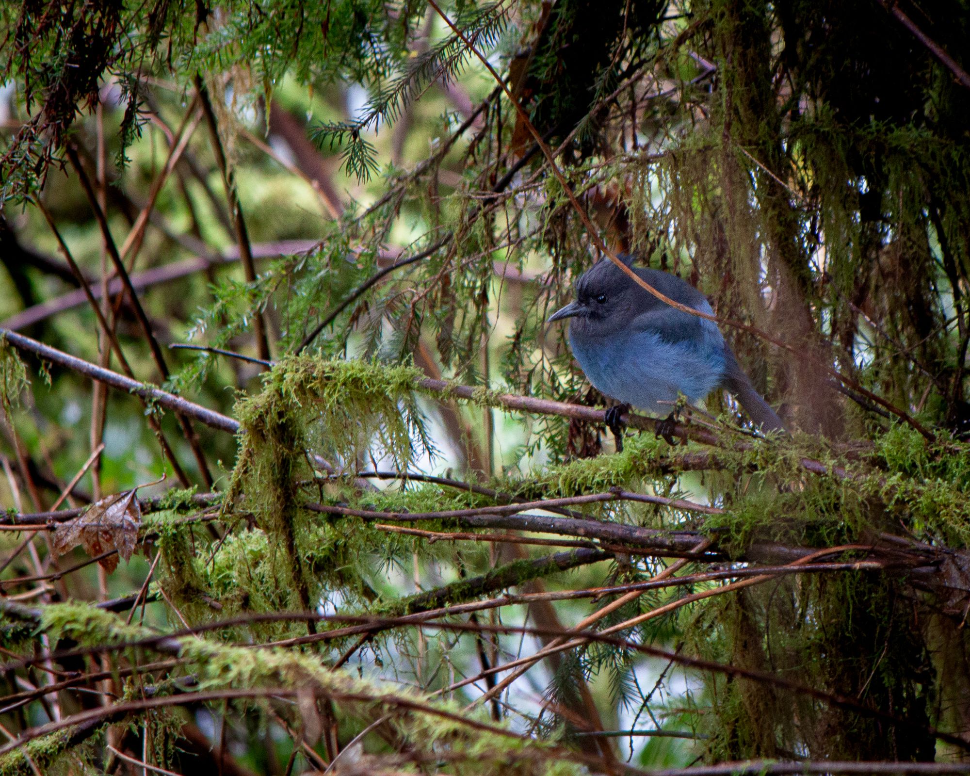 Hall of Mosses, Olympic National Park