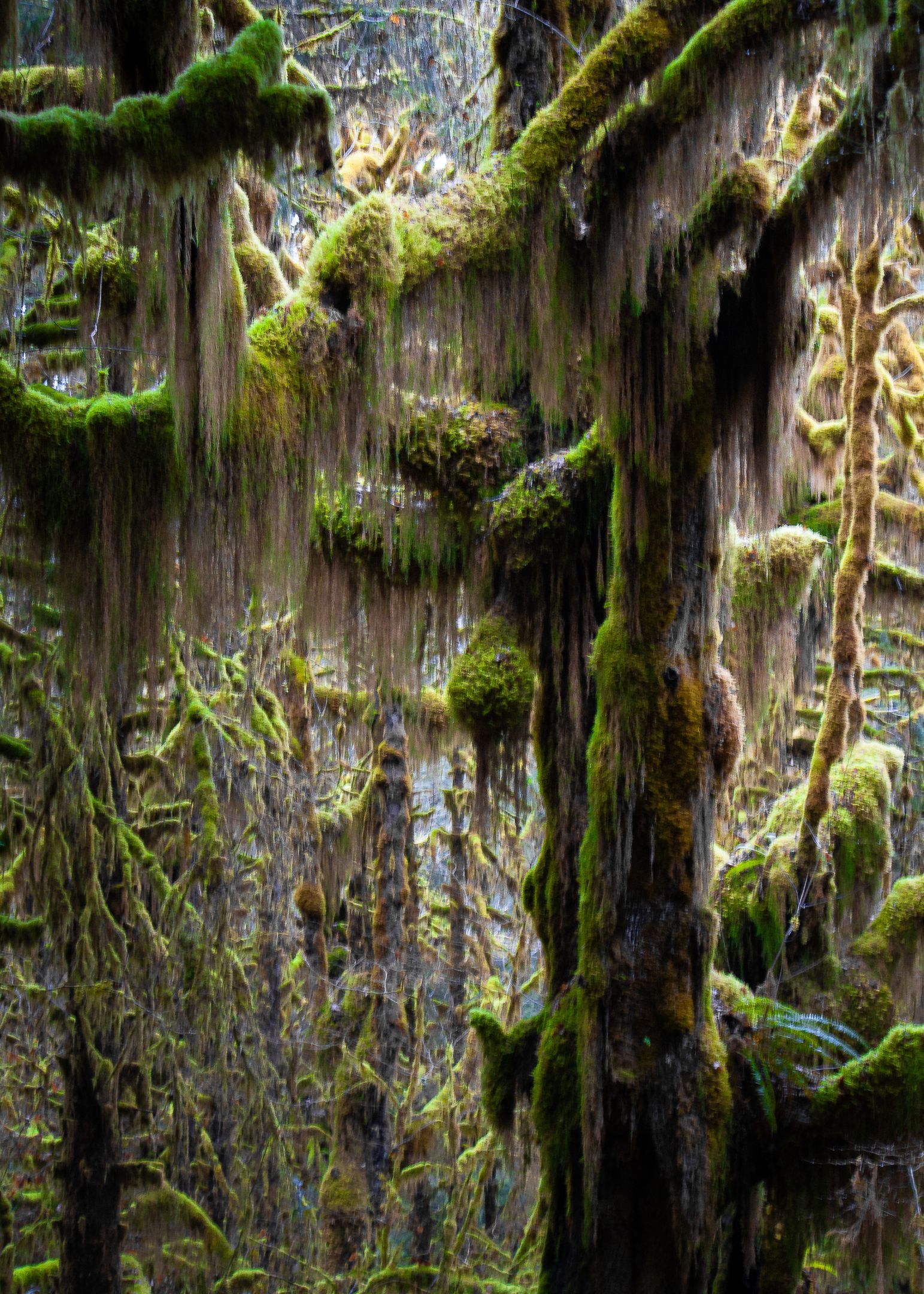 Hall of Mosses, Olympic National Park