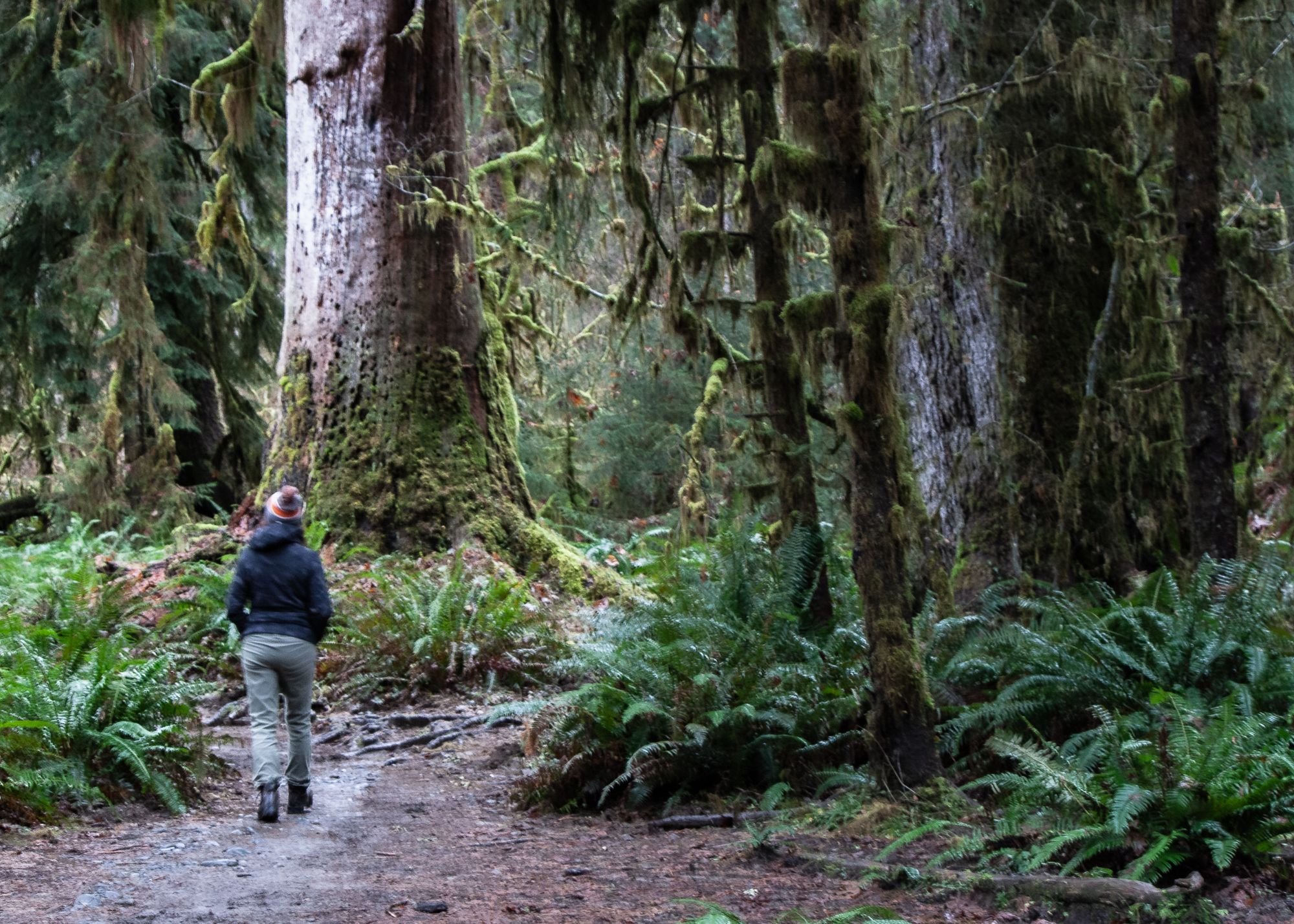 Hall of Mosses, Olympic National Park