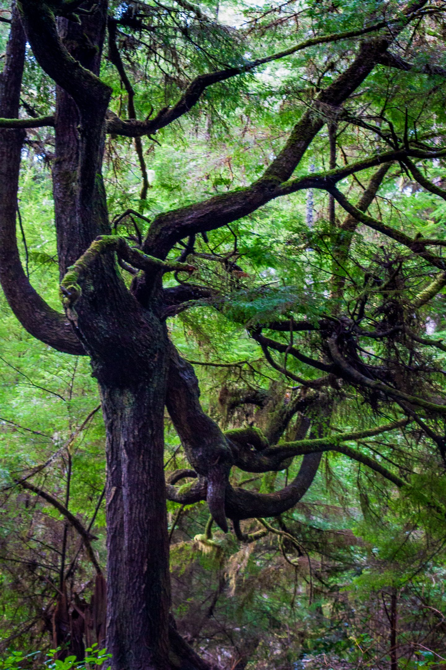 Shi Shi Beach, Olympic National Park