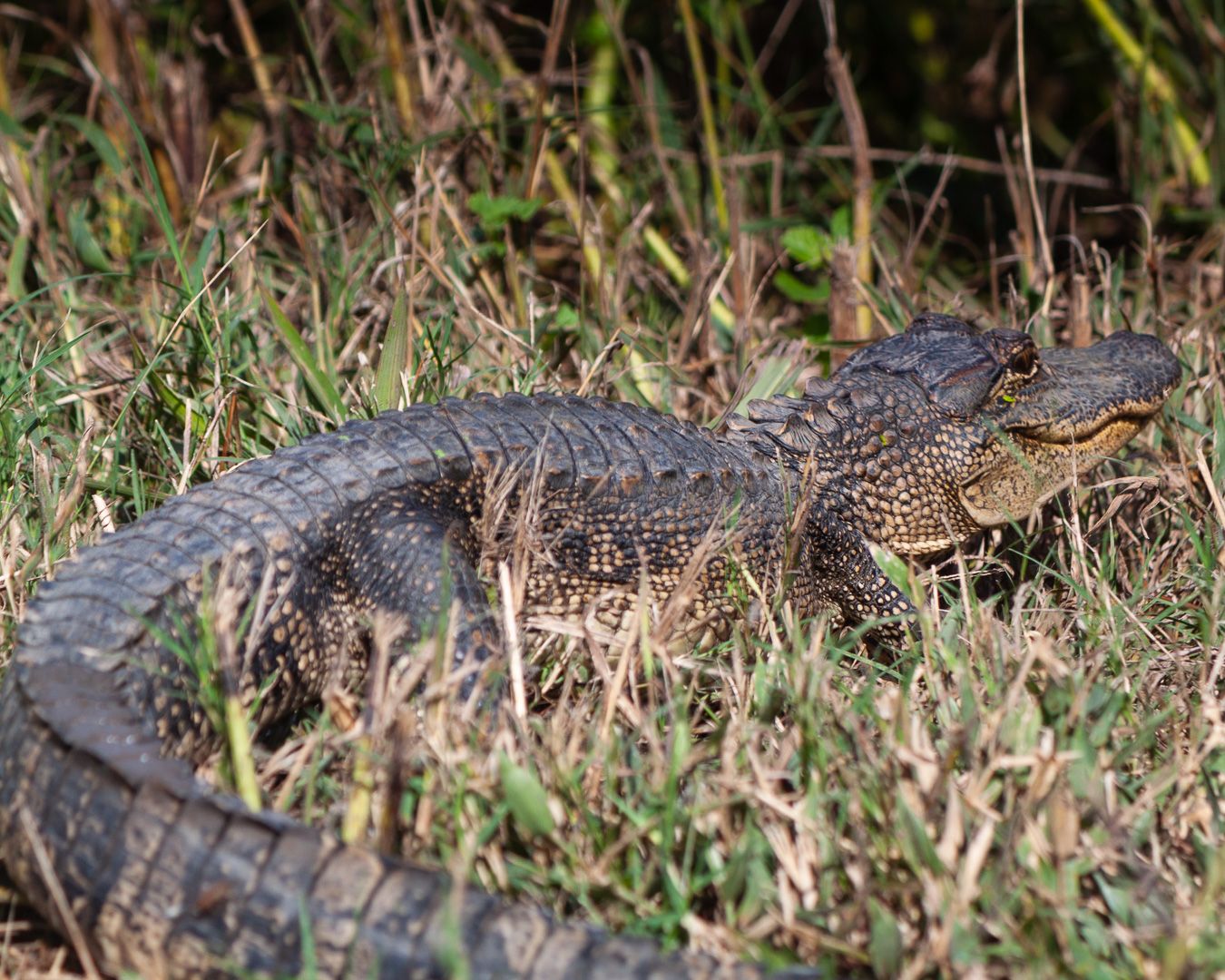 Photo Safari:  Brazos Bend State Park Photos