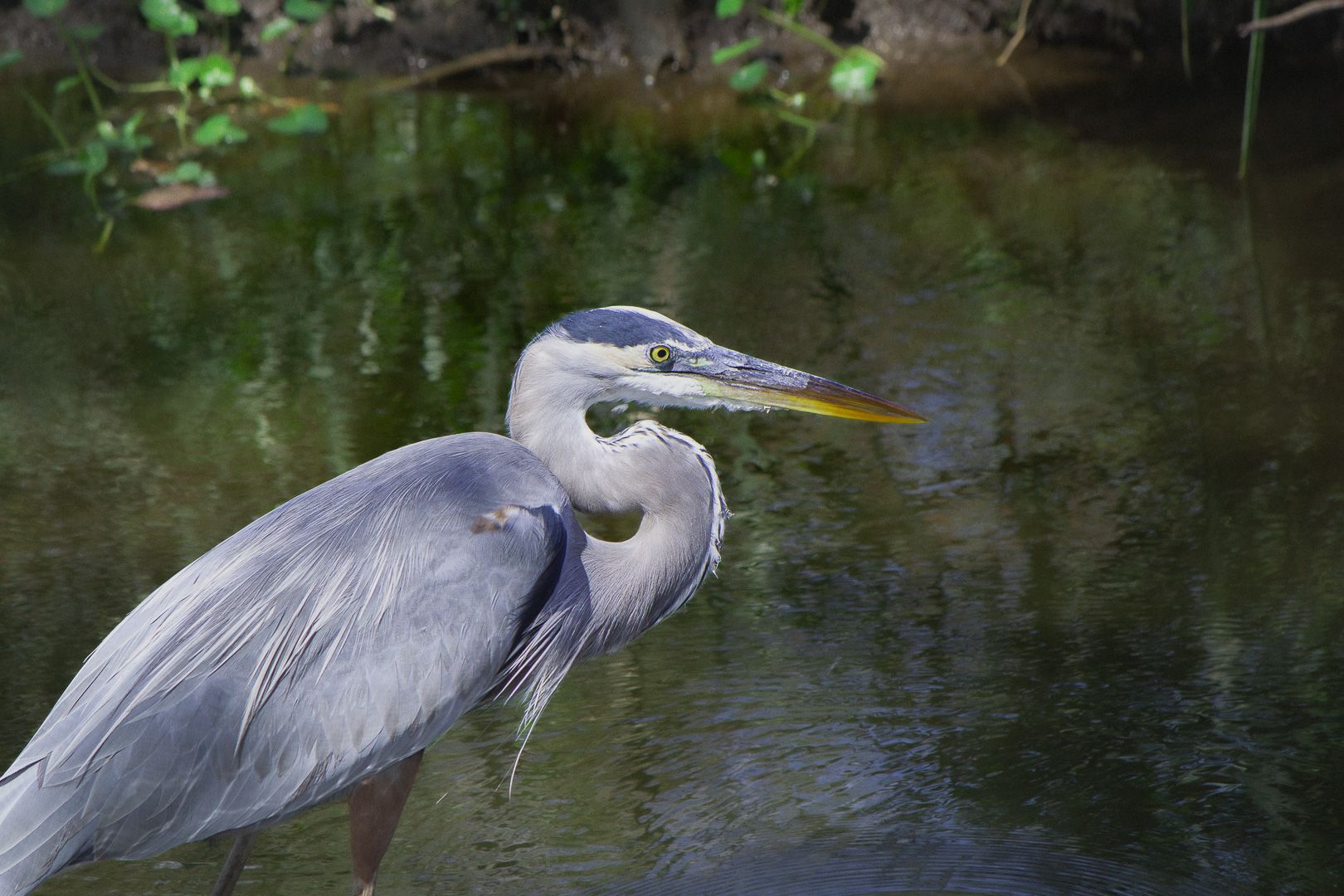 Photo Safari:  Brazos Bend State Park Photos