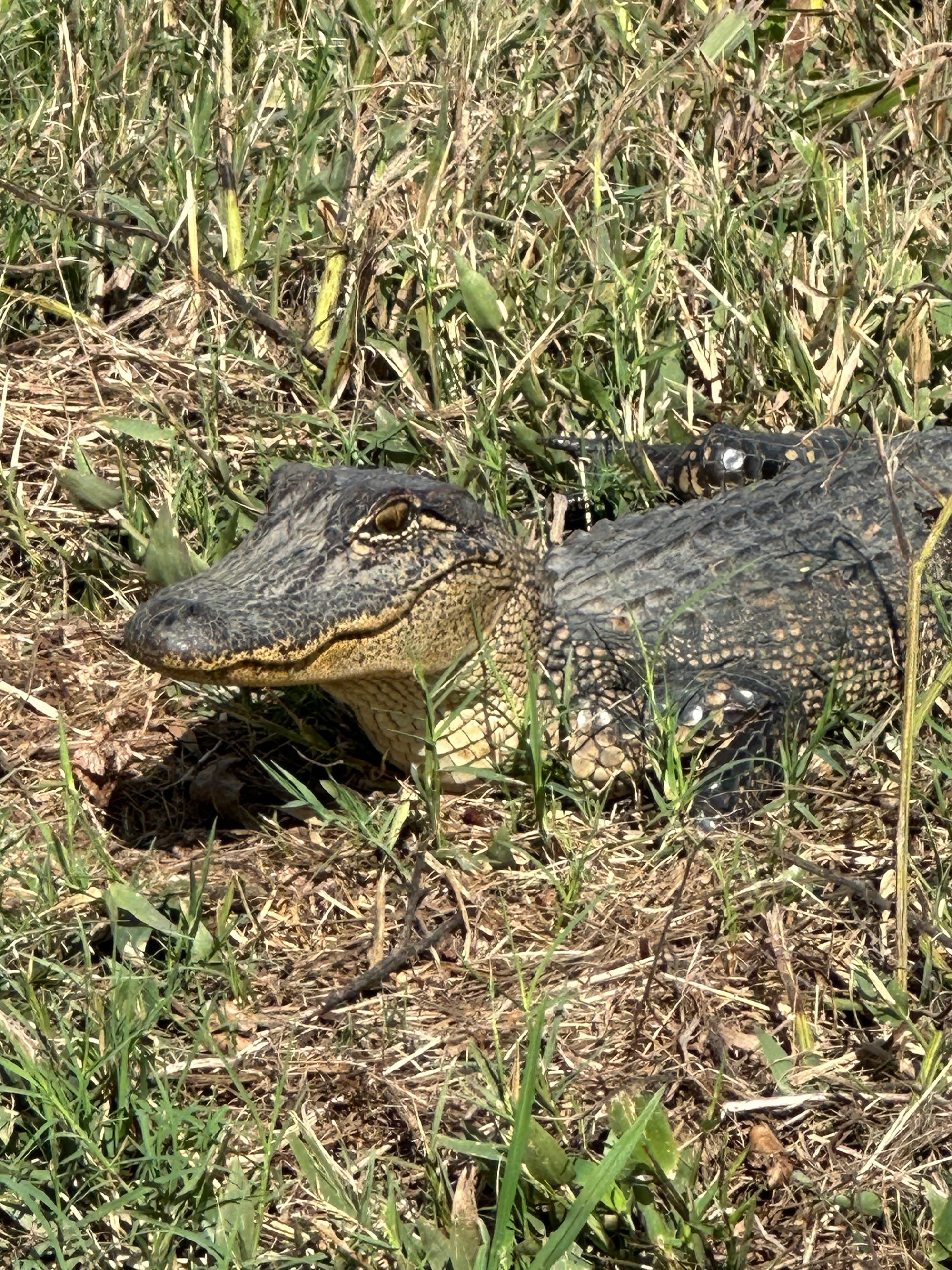 Photo Safari:  Brazos Bend State Park Photos