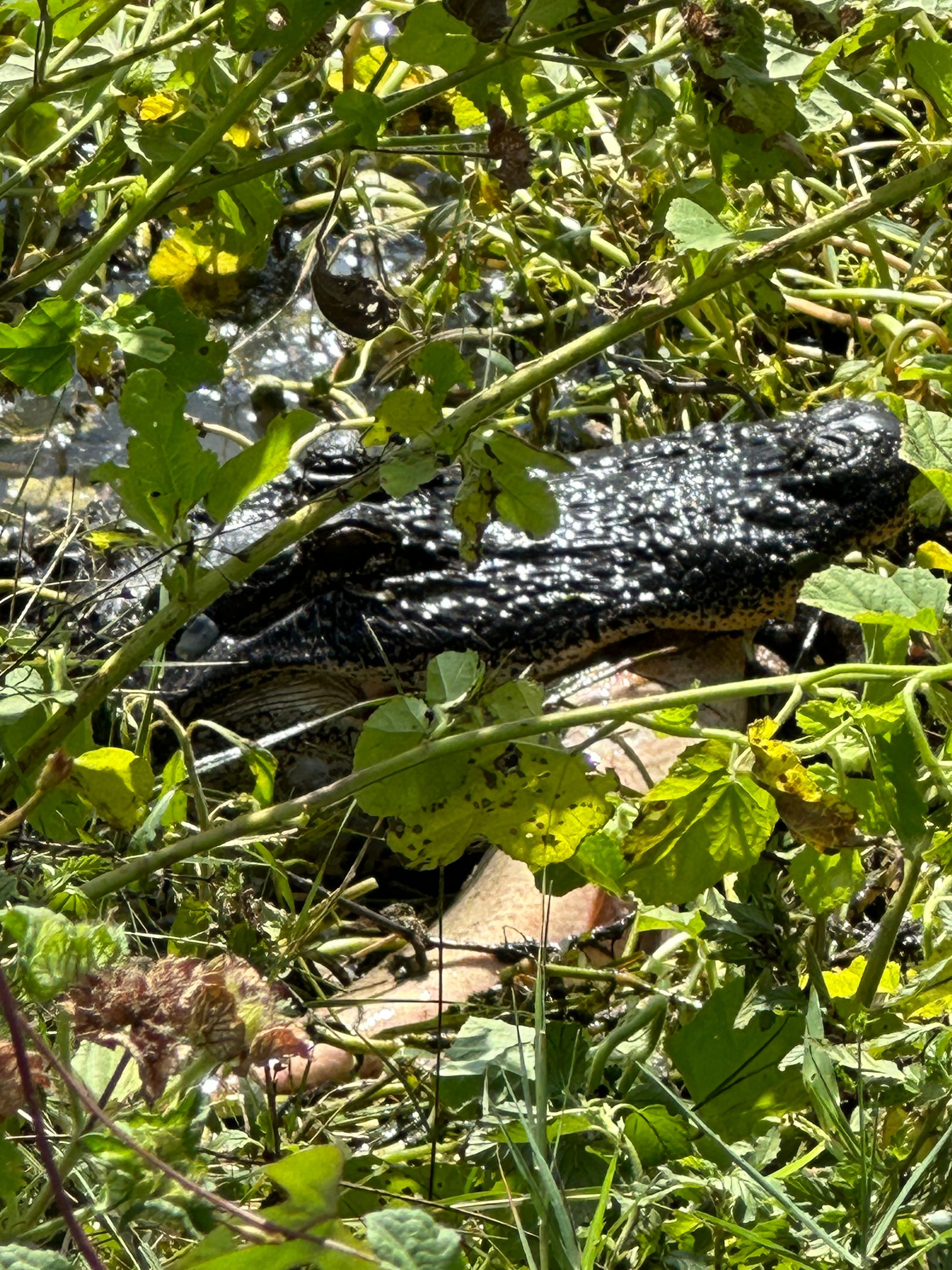 Photo Safari:  Brazos Bend State Park Photos