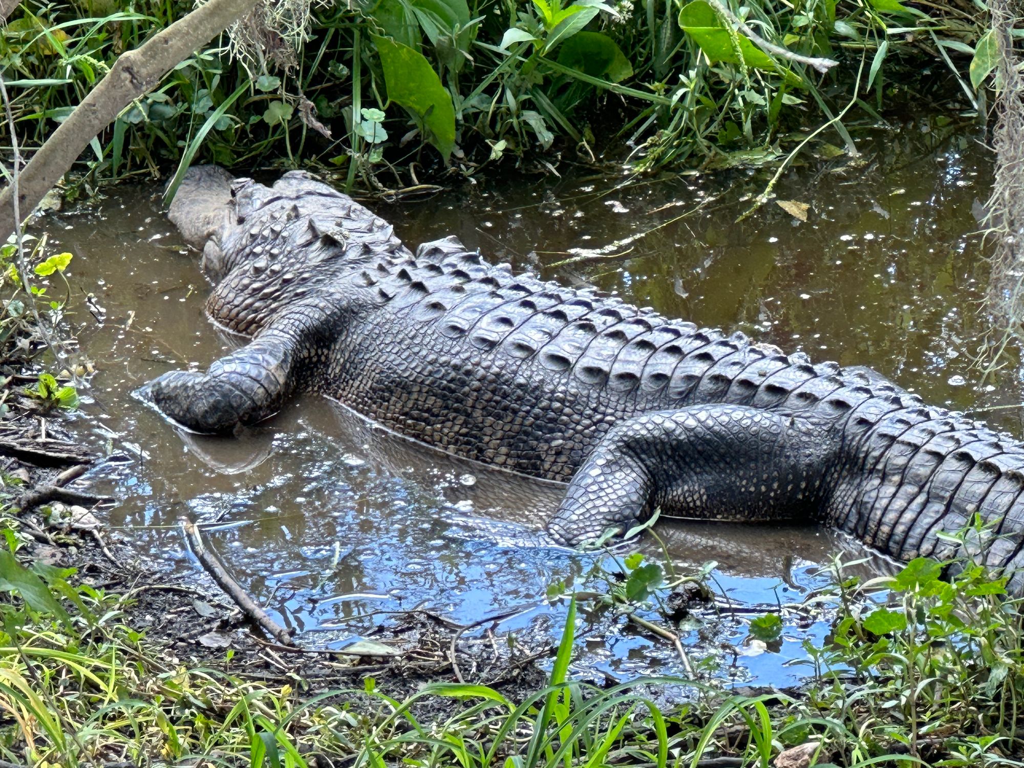 Photo Safari:  Brazos Bend State Park Photos