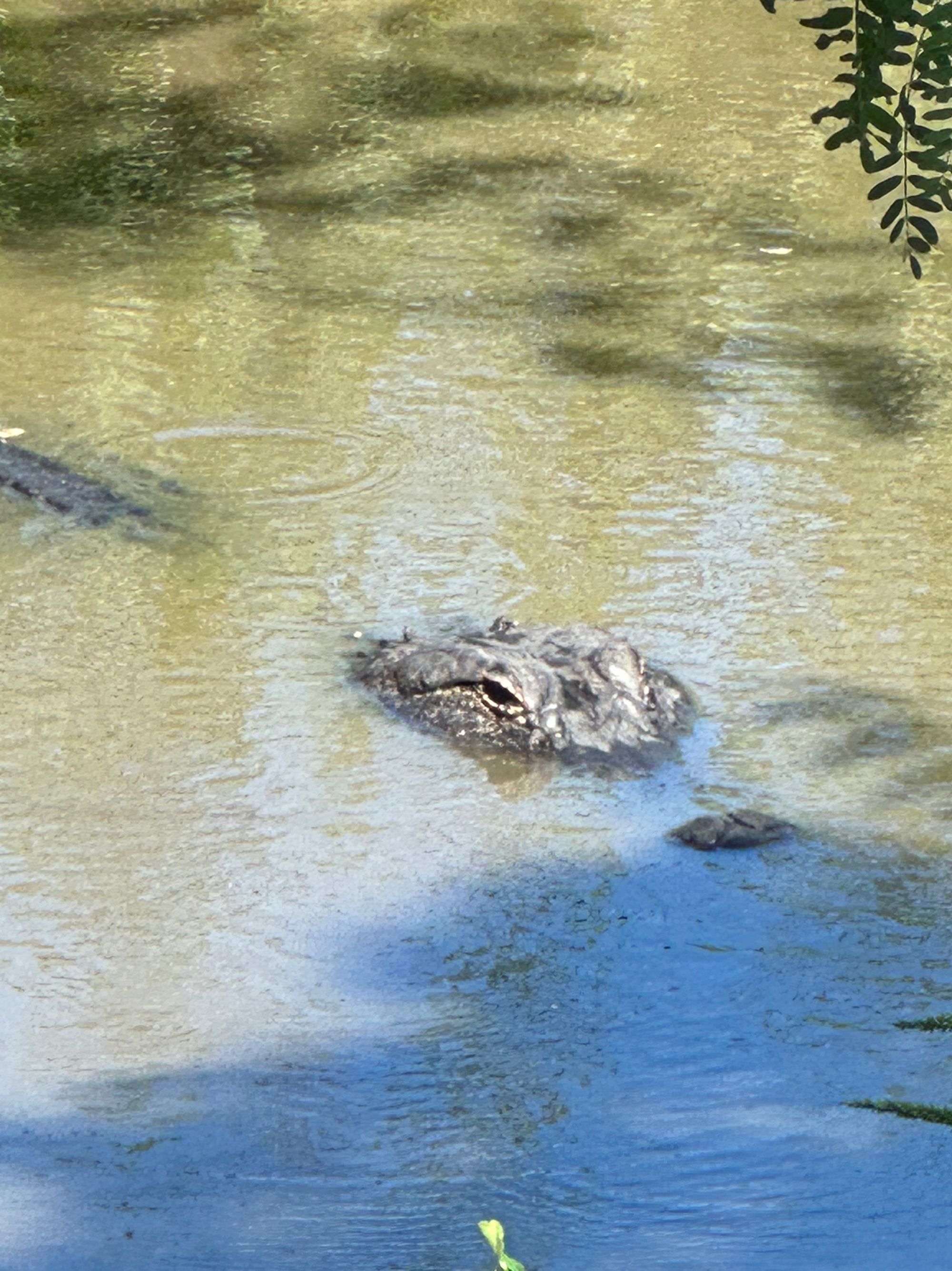 Photo Safari:  Brazos Bend State Park Photos