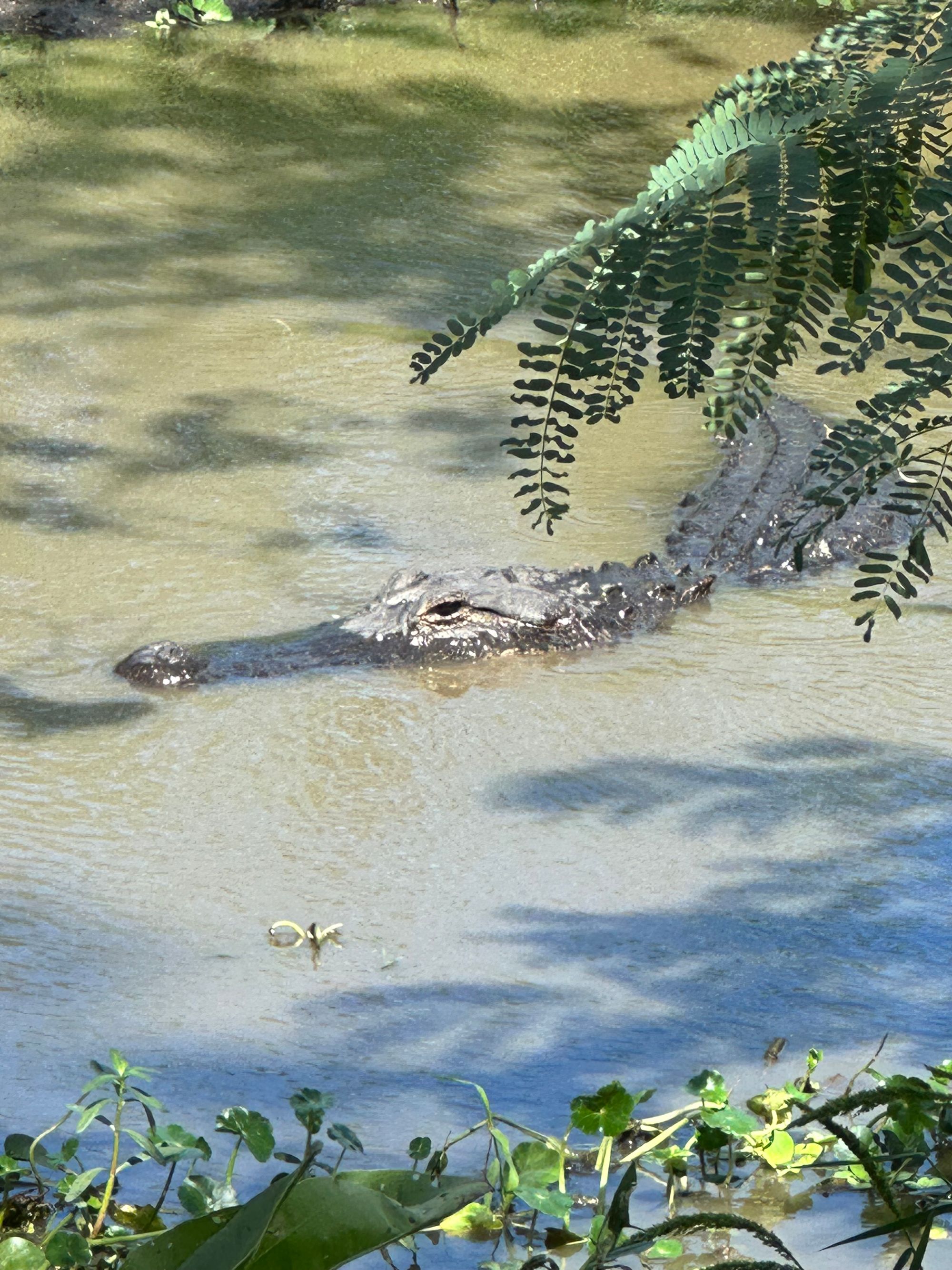 Photo Safari:  Brazos Bend State Park Photos