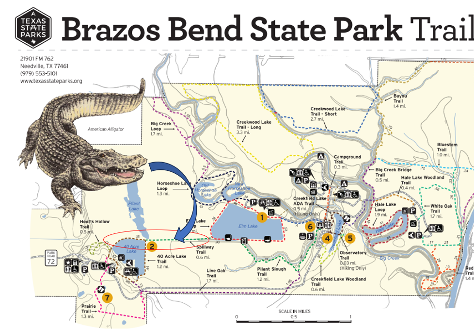 Photo Safari:  Brazos Bend State Park Photos